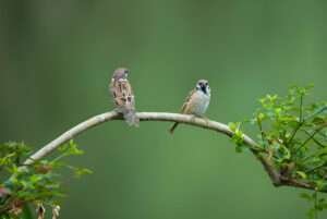 The text explores the symbolic representation of the sparrow in various traditions.