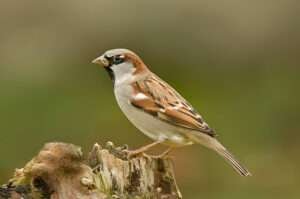 The text delves into the cultural significance and meanings of sparrows.