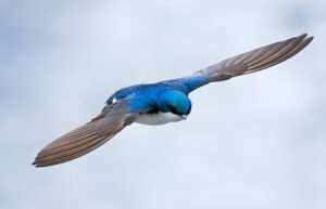 "Dazzling Blue Birds: Explore the Diversity and Beauty of Avian Shades of Blue!"