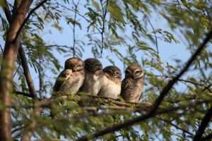 The article explores the unique grouping name for owls, a group of wise birds that gather together in various locations.