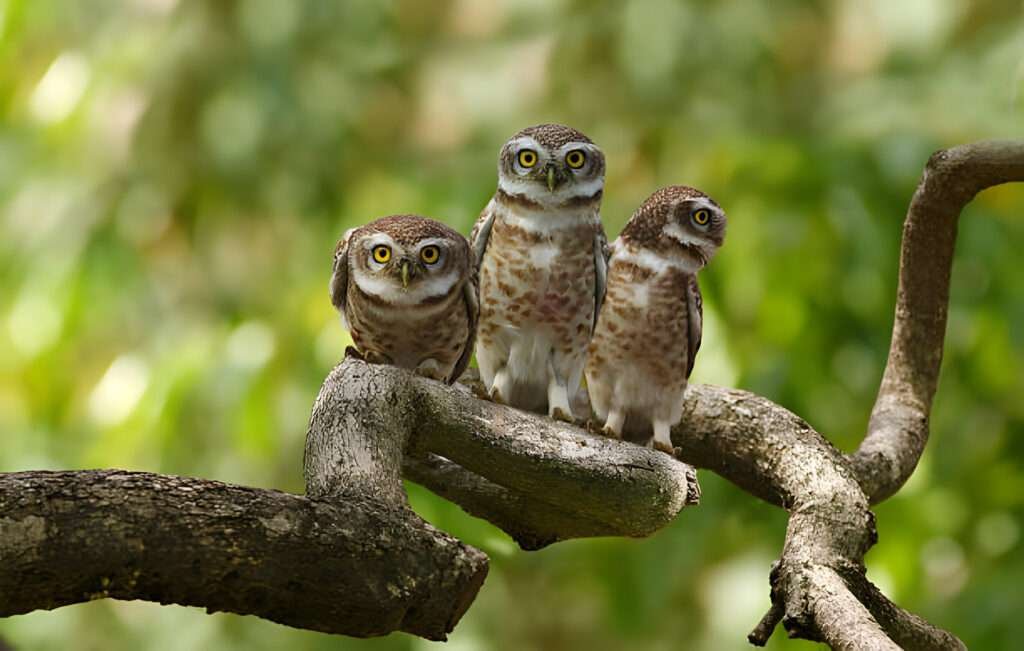 The text discusses the process of discovering the collective name for owls.