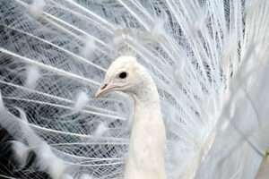 The text describes a beautiful white peacock with its feathers spread.