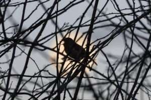 explores the mystery behind the nighttime bird song and its connection to nocturnal chirping.