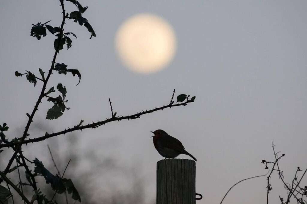 The study delves into the reasons behind birds' nocturnal bird songs, shedding light on the fascinating behavior of these creatures at night.