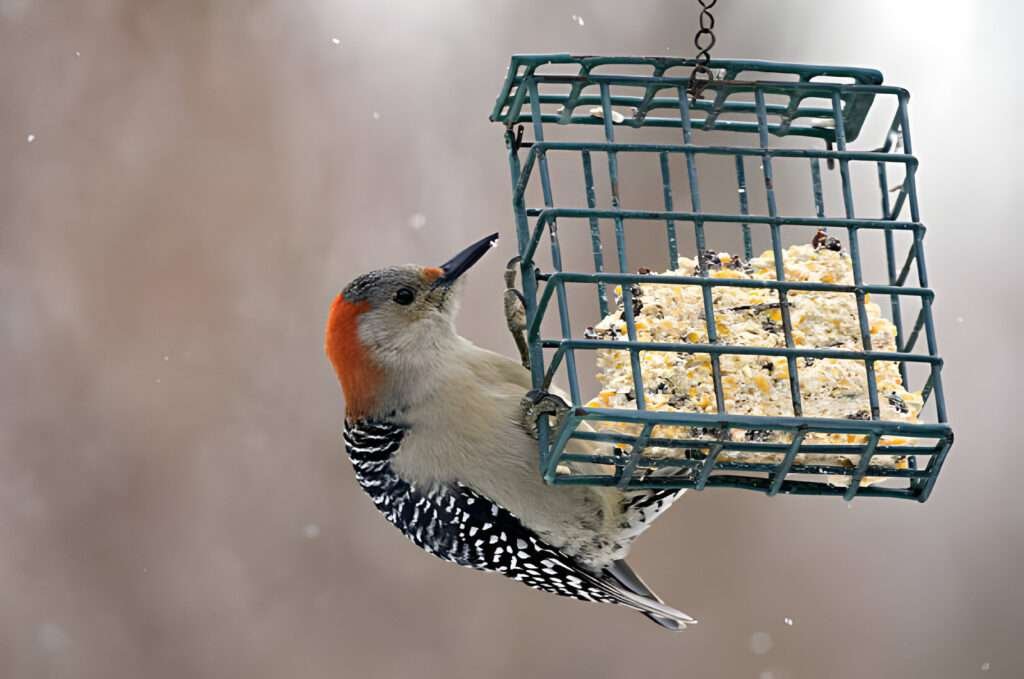 "Michigan's Melodic Woodpeckers: Explore the Enigmatic Beauty of These Native Avian Treasures!"