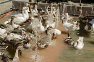 The image depicts a group of ducks swimming in a picturesque Spanish lake.