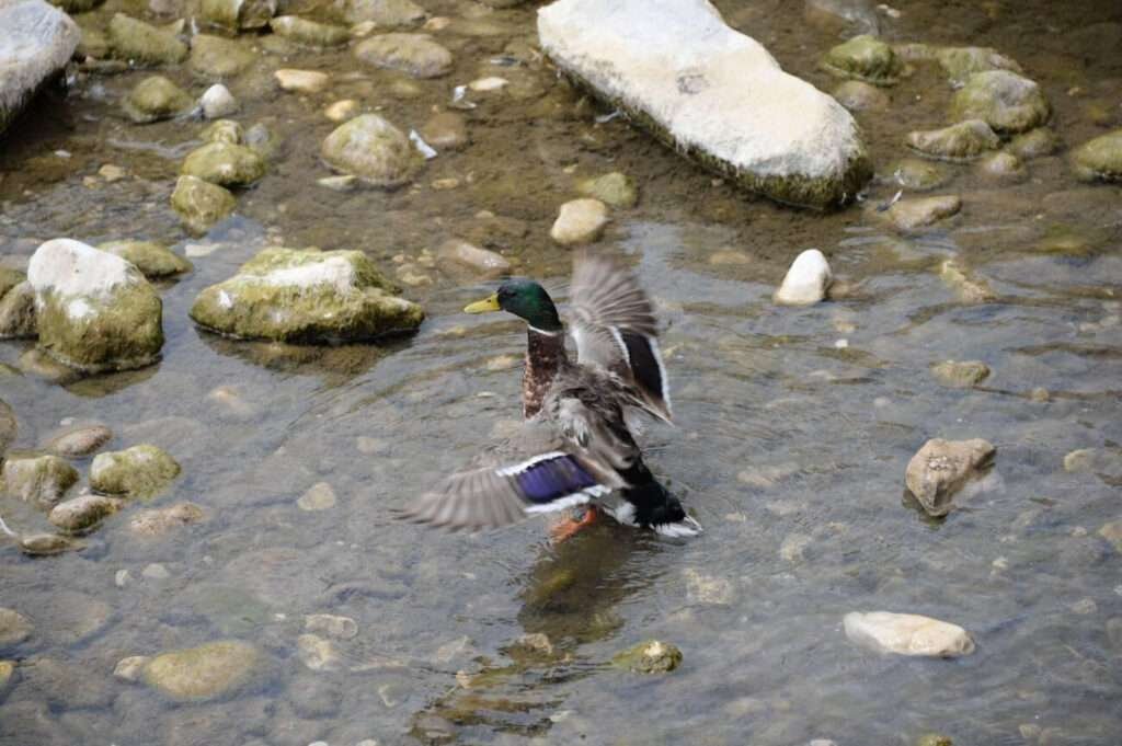 The ducks in Spain are seen foraging along the banks of a Spanish river.