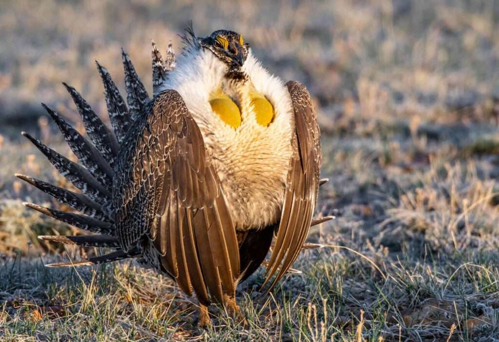 Greater Sage grouse