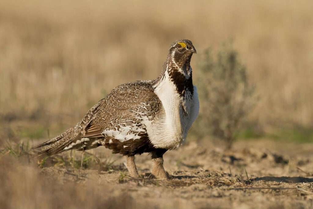 Greater Sage grouse