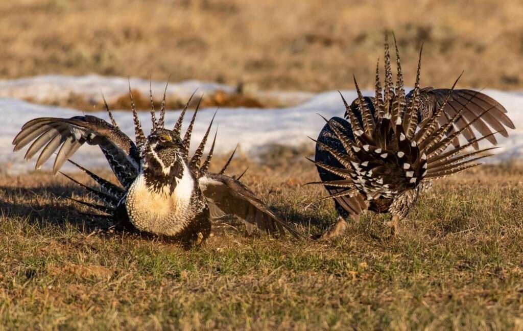 Greater Sage grouse