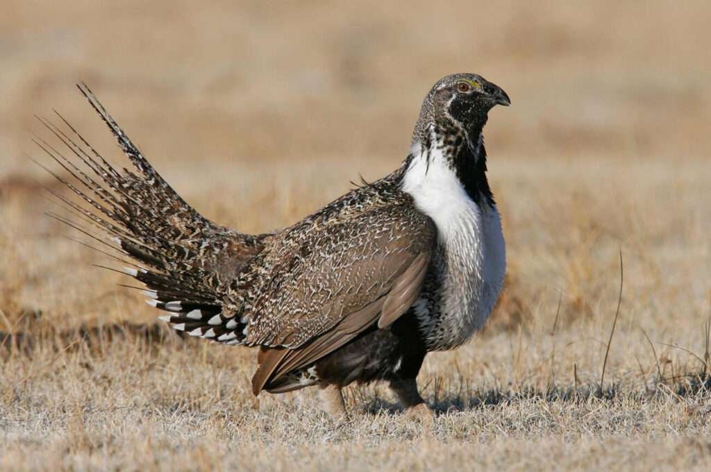 Greater Sage grouse