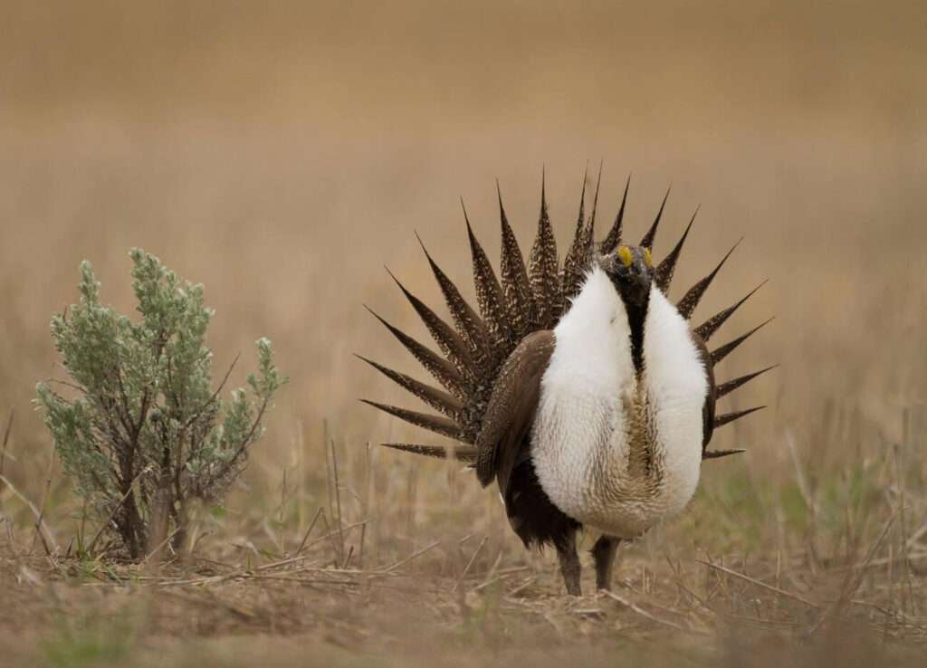 Greater Sage grouse