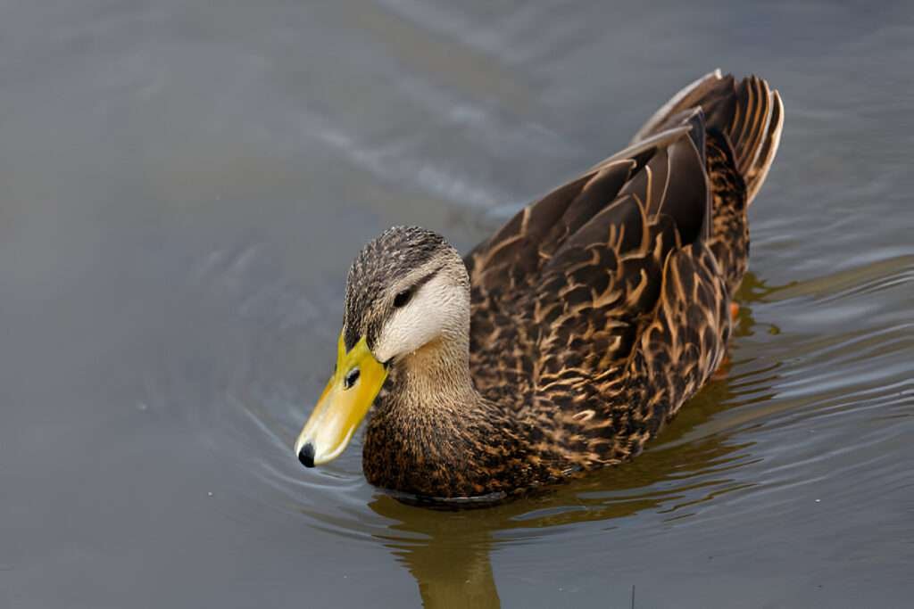 texas ducks