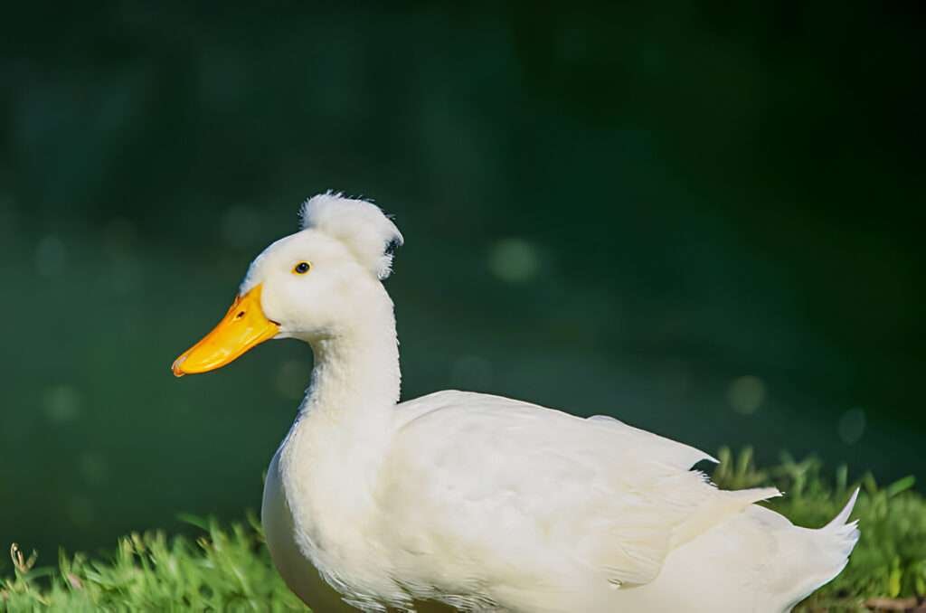 texas ducks