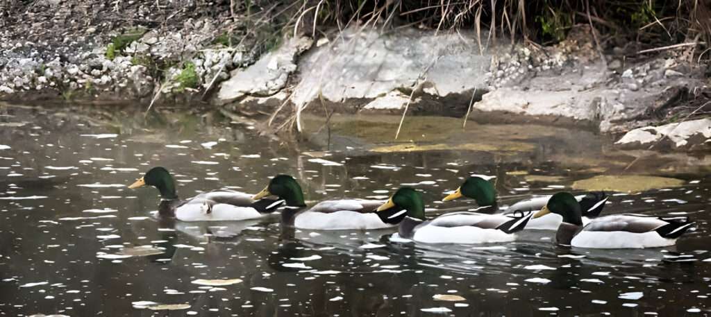 texas ducks